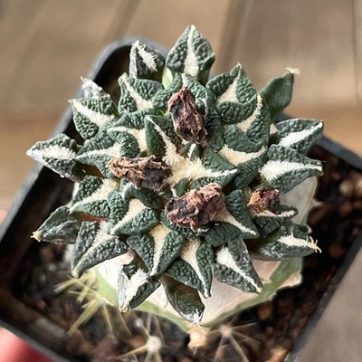 A33-759 Cactus kotschoubeyanus, VM526, S. Lucio Blanco, Coah, grafted