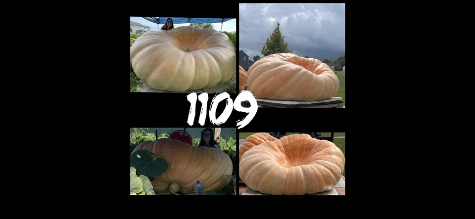 Atlantic Giant Pumpkin Seeds 1109 McMillin’23 (1819 Marshall X 2147 Marshall) $35 Foto 3 de 4