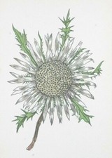 Carline Thistle : Original 1938 Hand-Coloured Etching by FRITZ KREDEL