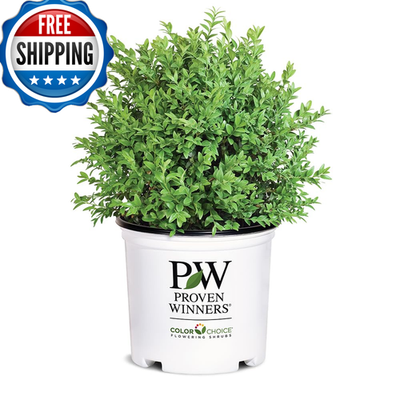 #ad 1G Proven Winners North Star Boxwood Shrub $36.19