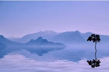 stunning  oil  painting  handpainted on canvas-a tree in a landscape