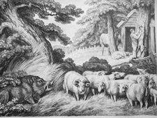 AESOP FABLES Animals Wild Boar Sheep & Butcher - 1811 Original Etching Print