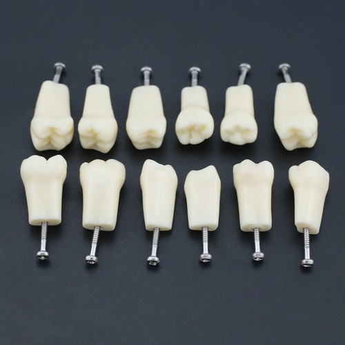Dental Replacement 28 32 Teeth Typodont Model NISSIN Kilgore Columbia Frasaco - Picture 65 of 78