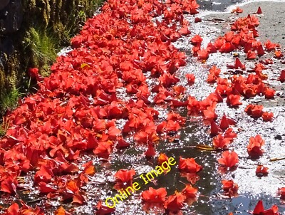 Photo 6x4 Flower carpet at Portsonachan  c2014