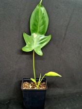 Philodendron Florida Beauty - Young Plant