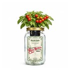 Red Robin Cherry Tomato Indoor Garden Kit – Mason Jar Hydroponic Tomato Grow Kit