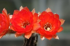 Kaktusy: Chamaecereus Hybr. Nelissa, 5 cm, korzenie własne