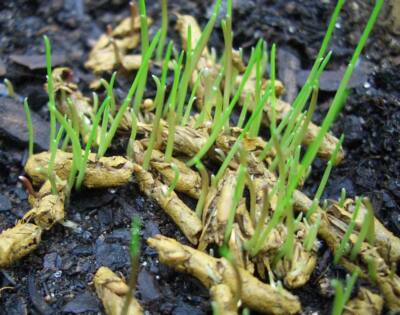 9,99/kg Rasensamen Regeneration Rasenpellets Rasenmischung Neusaat oder