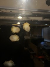 Mystery Snails Live Freshwater