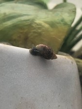 5 LIVE Unknown Galba snail Sp. Collected From Temporary Puddle, Please Read Desc