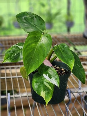Philodendron Tri-Color Variegated White Princess 