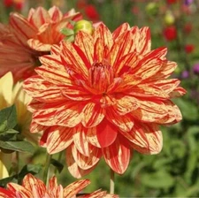1 "Neo" Decorative Dahlia - Top Size Bulb #1 - US Seller