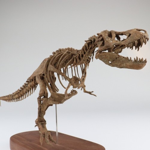 1:35 Scale Tyrannosaurus Skeleton Model 3D Printed Dinosaur Animal Scene Decor - Picture 2 of 8