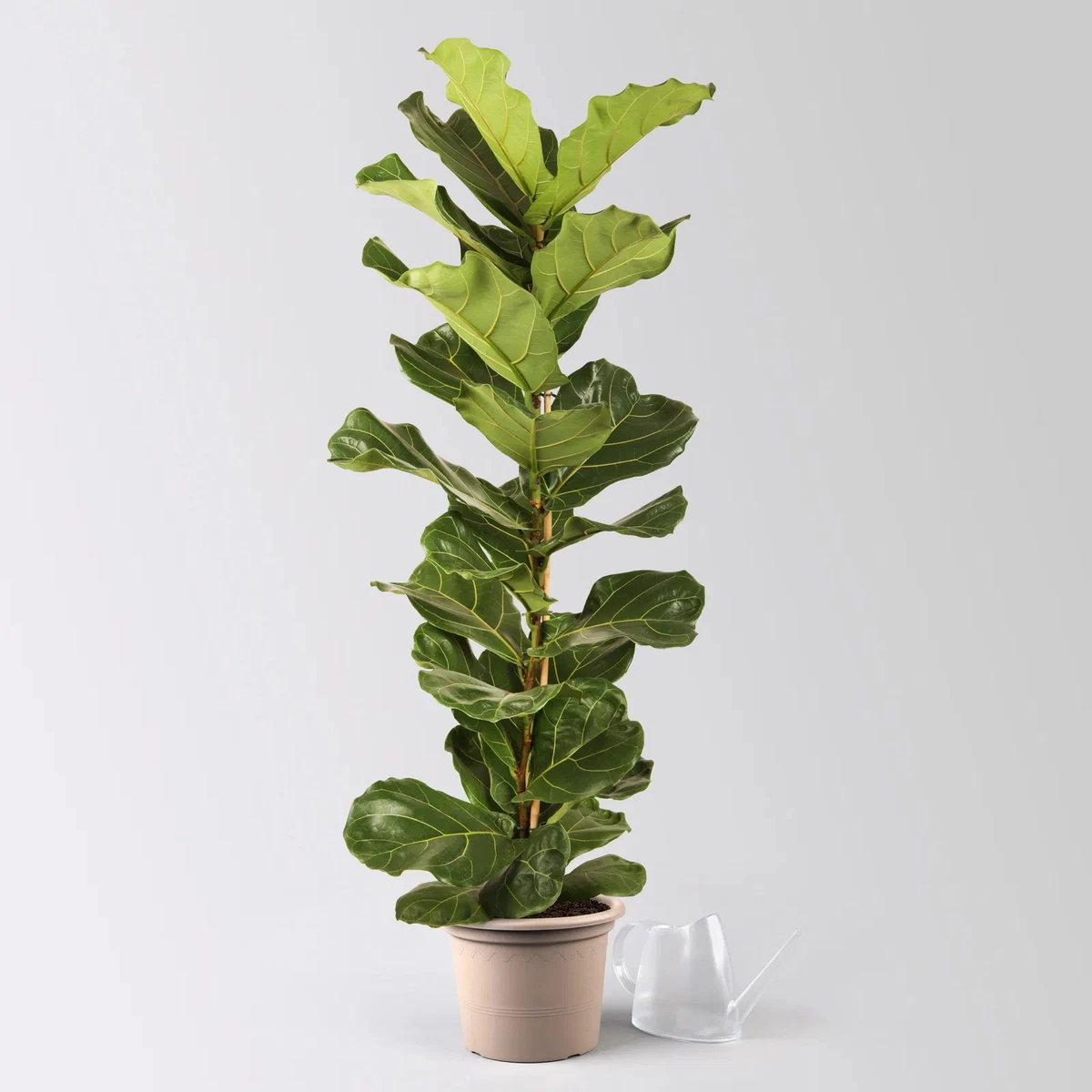 glücksfeder zu lang Glücksfeder - Zamioculcas zamiifolia main image 1