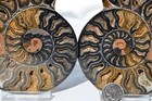 Large Black Ammonite PAIR Deep Crystals 110myo FOSSIL Dino age 111mm 4.4"9516bxx — photo 4