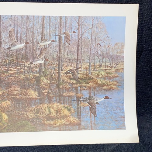 Vintage Tom Beecham Enten Wildtiere Kunstdruck 11" x 14" mit 1" Rand Stockente - Bild 4 von 4