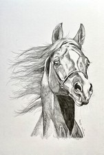 Original Drawing Art Pencil sketch arabian horse portrait 8”x10