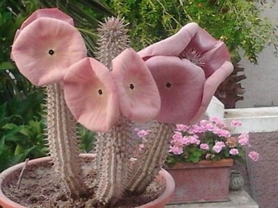 Hoodia gordonii Kakteen Pflanze Samen x 10 - selten angebotene Kakteensamen