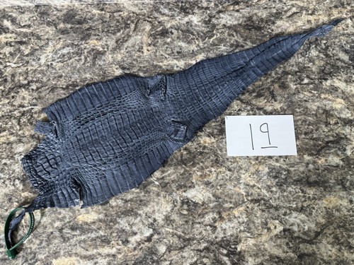 Blue Genuine Caiman Crocodile Leather Hide Skin real alligator Croc #19