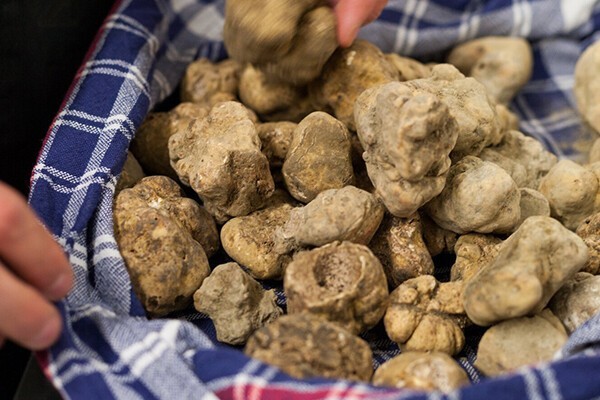 Choiromyces venosus White Truffle Mycelium Spawn Cultivation Worldwide 237