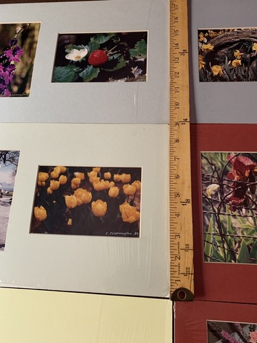 Vtg Signed Photo Lot Chris Tsopanoglou MT Vernon Wa Tulip Festival, Lily, Flower - Picture 9 of 11