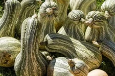 30 Green Striped CUSHAW SQUASH PUMPKIN (Tennessee Sweet Potato Squash) Cucurbita