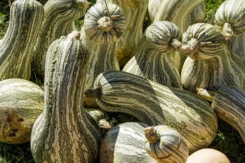 30 Green Striped CUSHAW SQUASH PUMPKIN (Tennessee Sweet Potato Squash) Cucurbita - 第 1/8 張圖片