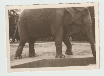 Photo Man at zoo feeds an elephant wild animal unusual VTG