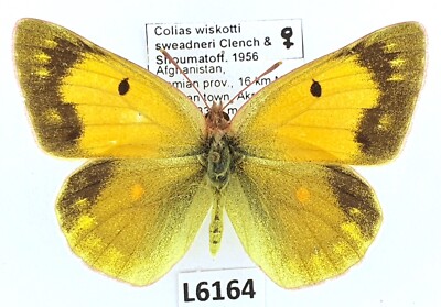 Pieridae, Colias wiskotti sweadneri, female, A1-, Afghanistan