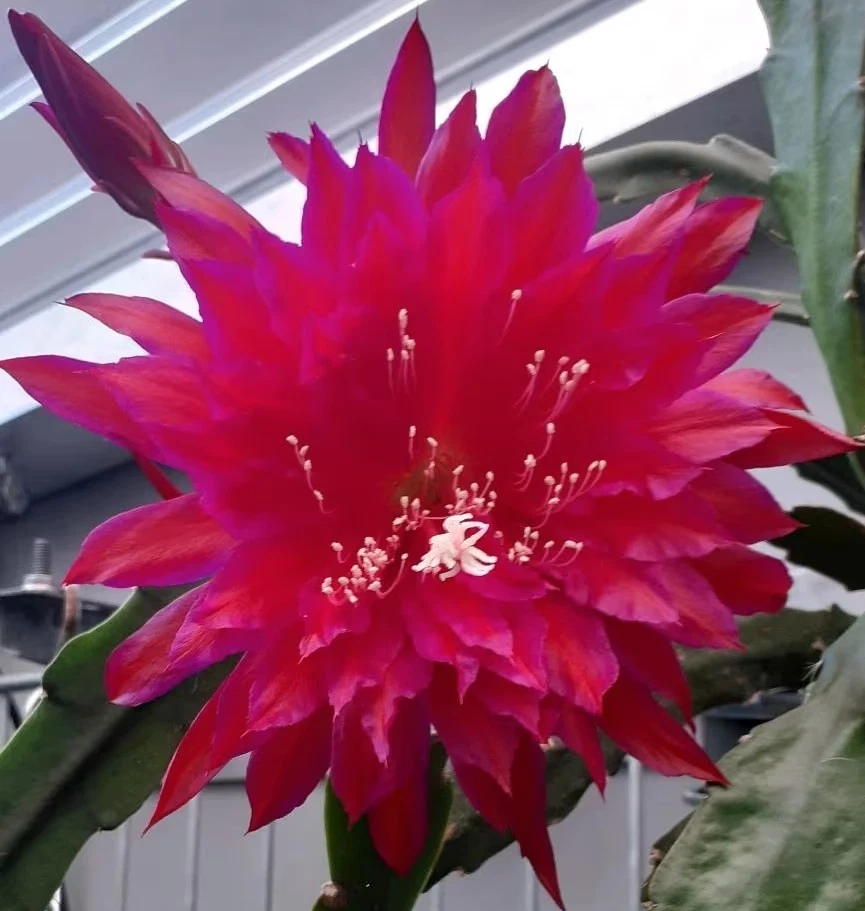 Pflanzen der Gattung Epiphyllum online kaufen | eBay.de