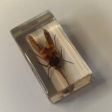 Lantern Bug Real Insect Bug Specimen Resin Block  2.75" South America