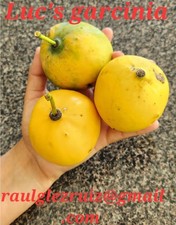 Luc's Garcinia var "jumbo" rare fruit tree live plant Mexican Mangosteen