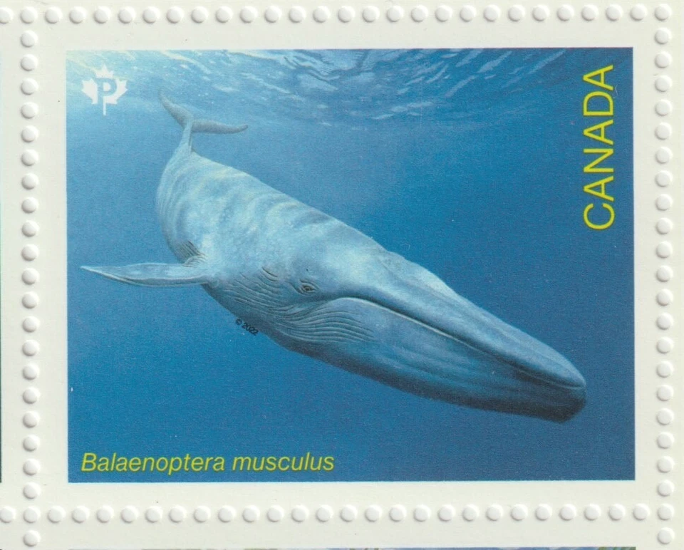 Canada 2022 Souvenir Sheet #3327 Endangered Whales - MNH - Image 4 of 4