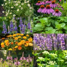 8 Medicinal Herb Seed Collection, Non-GMO, Fast Growing, Easy to Grow