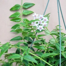 Hoya bella – Miniature Wax Plant | Fragrant Flowering Hoya | Rare Trailing 3"pot
