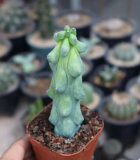 Live Plant -Unique Boobie Cactus/Christmas Tree Cactus [Bare Root]