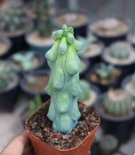 Live Plant -Unique Boobie Cactus/Christmas Tree Cactus [Bare Root]