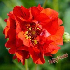 Geum Seeds- Geum chiloense - Avens Red Dragon, Blazing Sunset "Scarlet Red"