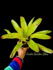 Neoregelia ‘Fruit Cocktail’ Rare And Stunning Beauty