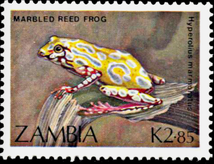Zambia #SG569 MNH 1989 Frogs Marbled Reed [464]