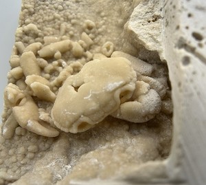 Fossil Travertine Crab (Potamon sp.) – Pleistocene Travertine, Turkey UV React!