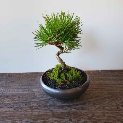 HACO MAME BONSAI miniature bonsai KUROMATSU growing gardening kit From  JAPAN | eBay