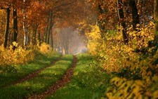 Landscape path fall fallen leaves trees plants Custom Gaming Mat Desk