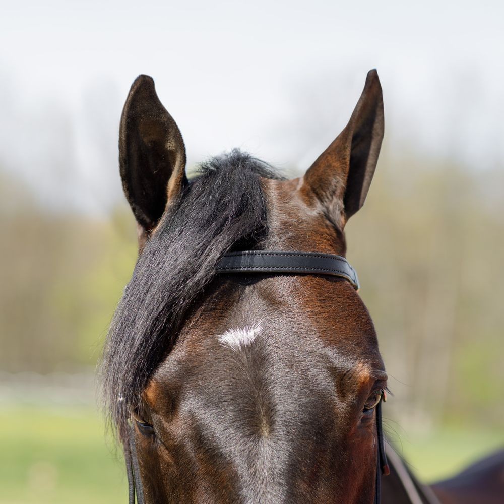 Billy Royal Black Leather Browband Headstall | Size 35"- 42" | Full Horse