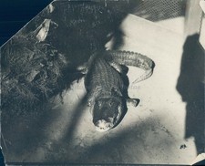 1926 Photo Alligator Reptile Rough Skin Animal Pavement Vintage Image Original
