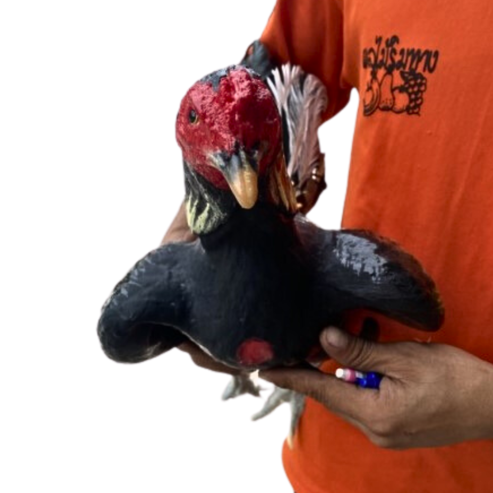 Doll Chicken Rooster Realistic Silicone Thai Training Hanging Cock Para