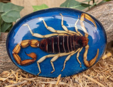 MEN Women Real Scorpion Belt Buckle Western Cowboy Hecho en Mexico Vintage Metal