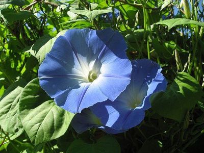 20 Samen Echten Prunkwinde - Ipomea tricolor - 'Heavenly blue' Morning Glory 