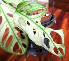 Rare Monstera Adansonii Archipelago Ghost 8" Tall Not Philodendron Anthurium