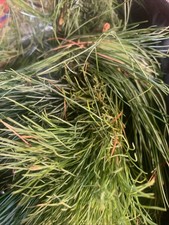 12 Oz Fresh Eastern White Pine Needles and Tips Pine needle Tea Bath